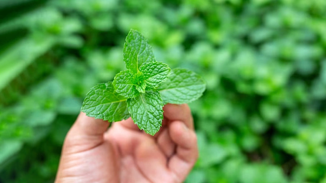 The Role of Mint in Maintaining Good Oral Hygiene: Tips and Tricks